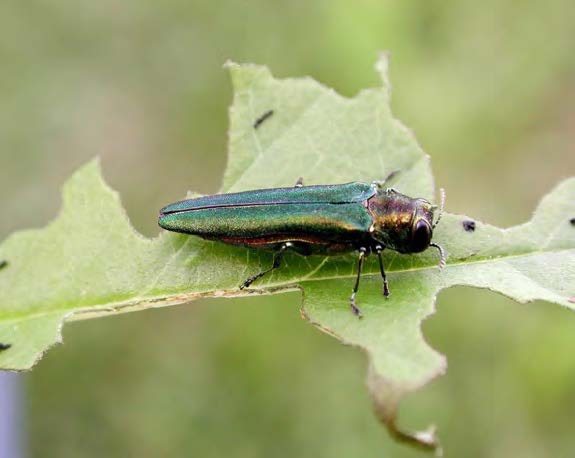 Figure 1: Photo of an adult emerald ash borer that is resting on a chewed leaf