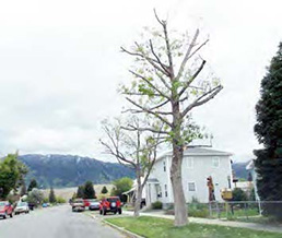 Figure 10: Photo of a large ash tree that has had all of its branches trimmed back