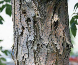 Figure 14: Photo of a tree trunk with bark that is flaking off