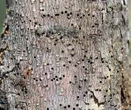 Figure 15: Photo showing shothole-size holes in the trunk of a tree