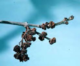 Figure 16: Photo showing deformed clumps of buds on an ash branch