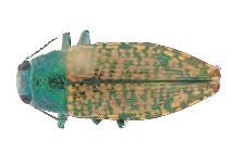 Figure 18: Photo of an adult Buprestis confluenta, showing green and yellow metallic colors