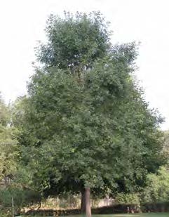 Figure 2: Photo of a large ash tree that is thick with leaves