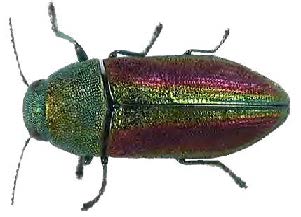 Figure 20: Photo of an adult Chrysophana placida showing green and red coloring