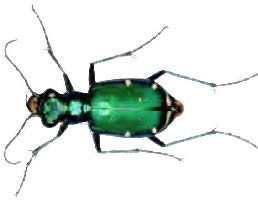 Figure 21: Photo of an adult tiger beetle showing green coloring