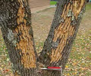 Figure 22: Photo of an ash tree that is missing bark on large sections of its trunk