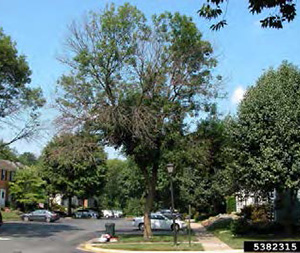 Figure 23: Photo of ash trees that are missing large sections of leaves