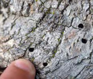 Figure 24: Photo showing earthworm-sized holes in an ash tree branch