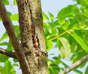 Figure 25: Photo showing a branch with a large split in its bark