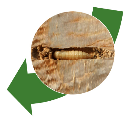 Step 3: Photo of a worm-like EAB pupa nested within some ash wood