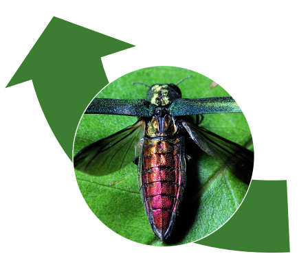 Step 4: Photo of an emerald ash borer adult with wings spread, revealing a purplish abdomen