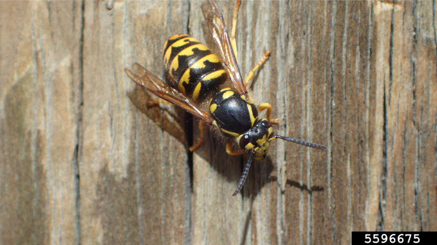 Overhead photo of a black and yellow hornet on a log