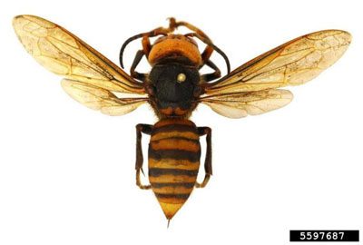 Close-up photo of an Asian giant hornet with wings spread and its yellow and black stripes