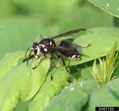 Photo of a black and white hornet sitting on a leaf