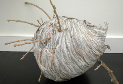 Photo of a bulbous paper nest build around a branch