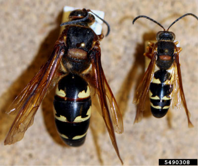 Photo of male and female cidada killers with black abdomens and yellow stripes