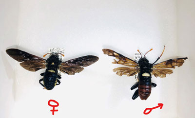 Photo of female and male sawflies with their wings spread and dark coloration