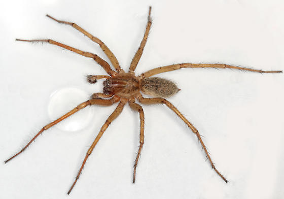 Close-up photo of a male hobo spider, with brown coloration and a narrow abdomen