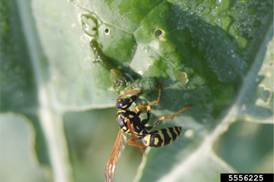 Photo showing a wasp spreading a green paste on a leaf