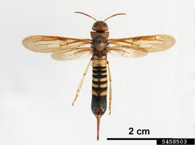 Photo of a pigeon tremex with yellow and black coloration, and a long ovipositor