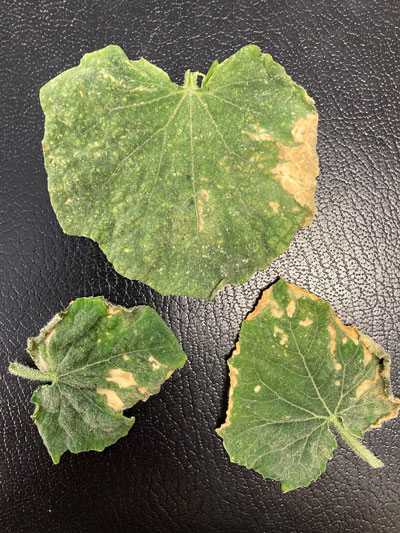 Figure 2: Photo of 3 cucumber leaves with damaged dry spots