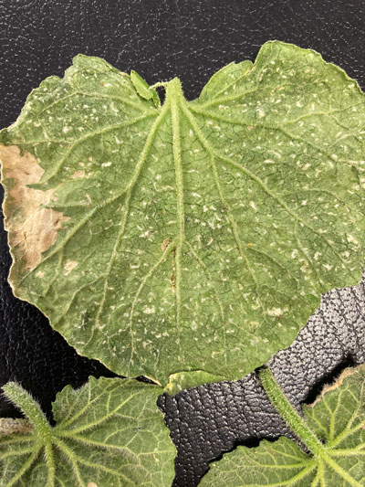 Figure 3: Photo of the underside of a cucumber leaf, with large dry spots