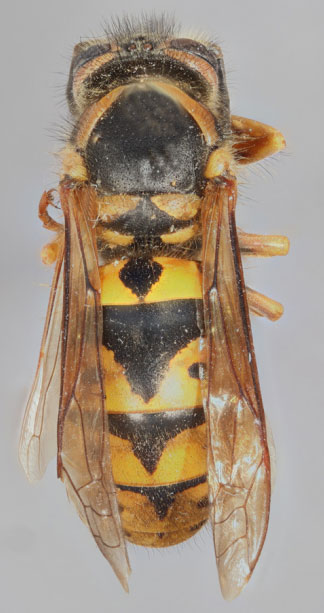 Overhead photo of a black and yellow flying insect