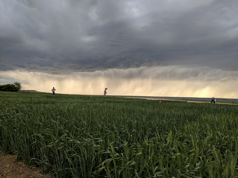Photo of a group of people working in a field, storm in the background